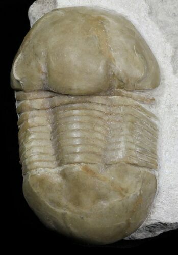 , D Illaenus Oblongatus Trilobite - Russia #31309